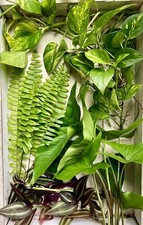 Live house plant for sale  Tampa
