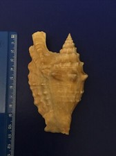 Conchiglia shell strombus usato  Roma