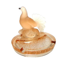 Rare fantail dove for sale  CONSETT