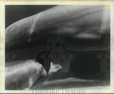 1975 press photo for sale  Memphis