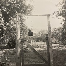 Vintage 1950s chicken for sale  New Hartford