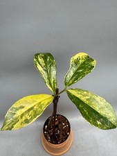 Zamioculcas zamiifolia variega usato  Spedire a Italy