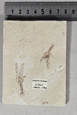 Fossiles recto verso d'occasion  France