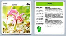 Pleione orchids green for sale  SLEAFORD