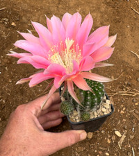 Echinopsis swirling flame usato  Menfi