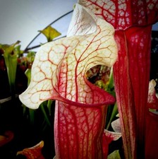 Sarracenia eva for sale  BUDE