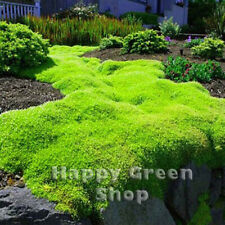 Irish moss 1000 for sale  DONCASTER
