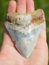 Lovely unusual white for sale  UK