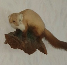 Präparierter marder tierpräp gebraucht kaufen  Wilnsdorf