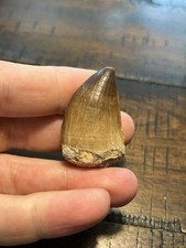 Fóssil de dente de mosassauro XL 1,53” era de dinossauro Marrocos réptil marinho cretáceo comprar usado  Enviando para Brazil