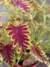 13cm pot coleus for sale  SPILSBY
