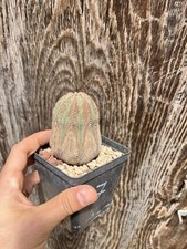 Euphorbia obesa pot usato  Mazara del Vallo