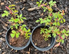 Rosa woodsaii wild for sale  UK