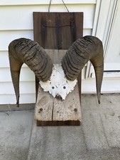 Mounted sheep ram for sale  Wooster