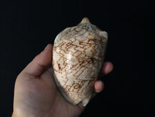 Cabinet curiosités coquillage d'occasion  Aiglun