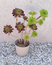 Aeonium arboreum duo for sale  Corona