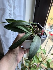 Hoya pubicalyx pink gebraucht kaufen  Burgbernheim