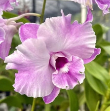 Dendrobium tuesday delight for sale  Bogalusa