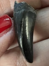 t rex fossil for sale t rex fossil for sale Miles City