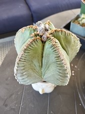Astrophytum myriostigma kikko for sale  Riverside