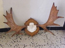 Elch elchgeweih elchschaufel gebraucht kaufen  Nürnberg