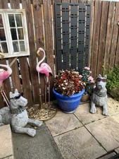 Pair great danes for sale Pair great danes for sale  GATESHEAD