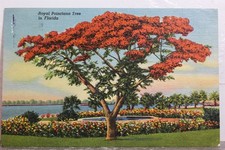 Florida royal poinciana for sale  Wilmington