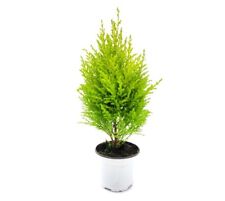 Lemon cypress tree for sale  Hacienda Heights