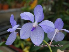 Orchid Orchidee Orquídea Vanda coerulea x sib  (2 L), używany na sprzedaż  PL