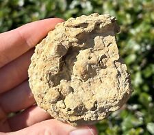 Texas fossil cephalopod for sale  Coppell