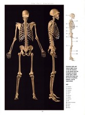 Medical illustration 9.5 for sale  USA