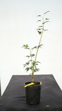 Acer palmatum blackbeard for sale  Hendersonville