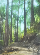 Road muir woods for sale  Spanish Fork