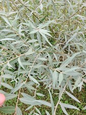 Edelweiss willow tree for sale  Chariton