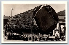 Western washington fir for sale  Athens