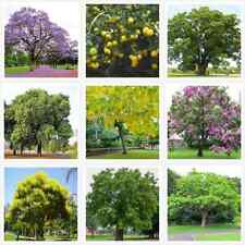 Collection mixed tree for sale  CAMBORNE