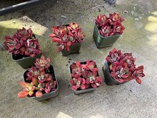 Echeveria pulvinata devotion for sale  Manteca