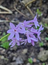 Tulbaghia violacea society for sale Tulbaghia violacea society for sale  WINKLEIGH
