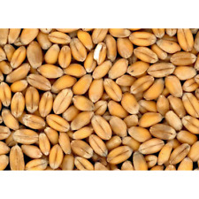 Grano tenero uso usato  Valva