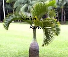 Seeds bottle palm for sale  Spring City