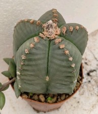 Astrophytum myriostigma nudum usato  Brindisi