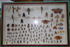 Cabinet curiosité entomologie d'occasion  Dijon