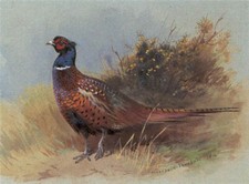 Archibald thorburn print for sale  UK