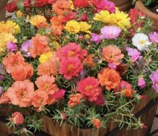 Moss rose 11000 for sale  TELFORD