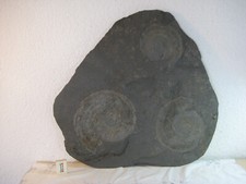 Großes ammonit fossil gebraucht kaufen  Stuttgart