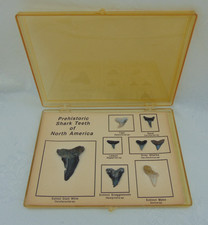 Prehistoric shark teeth d'occasion  Expédié en Belgium
