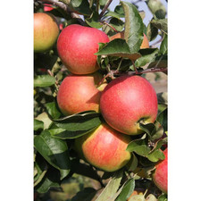 Jonagold apple tree for sale  San Jose