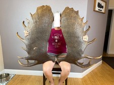 Big moose antler for sale  Moscow