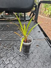 Screw pine screwpine for sale  Englewood