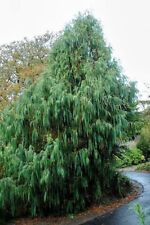 Bhutan cypress for sale  NORWICH
